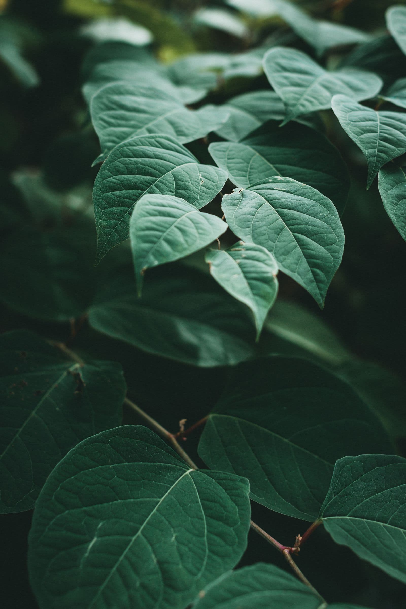 A close-up of layered green leaves with softly lit veins against a dark background.